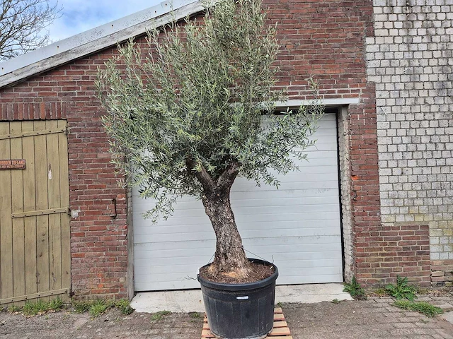 Olijfboom old trunk - olea europaea - 75 jaar oud - hoogte ca. 300 cm - afbeelding 1 van  6