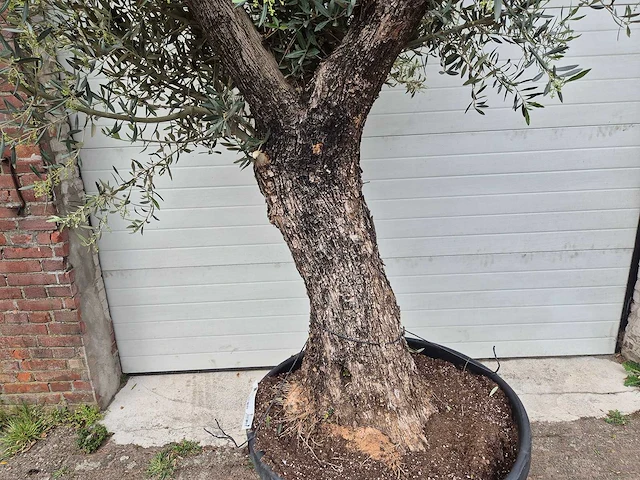 Olijfboom old trunk - olea europaea - 75 jaar oud - hoogte ca. 300 cm - afbeelding 2 van  6