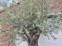 Olijfboom old trunk - olea europaea - 75 jaar oud - hoogte ca. 300 cm - afbeelding 3 van  6