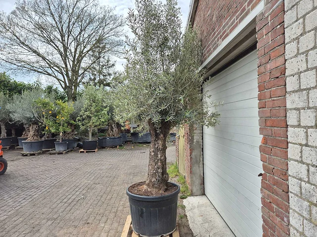 Olijfboom old trunk - olea europaea - 75 jaar oud - hoogte ca. 300 cm - afbeelding 4 van  6