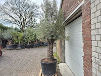 Olijfboom old trunk - olea europaea - 75 jaar oud - hoogte ca. 300 cm - afbeelding 4 van  6
