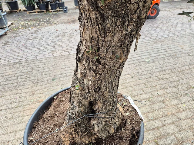 Olijfboom old trunk - olea europaea - 75 jaar oud - hoogte ca. 300 cm - afbeelding 5 van  6
