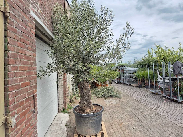 Olijfboom old trunk - olea europaea - 75 jaar oud - hoogte ca. 300 cm - afbeelding 6 van  6