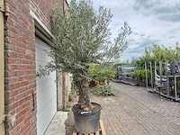 Olijfboom old trunk - olea europaea - 75 jaar oud - hoogte ca. 300 cm - afbeelding 6 van  6