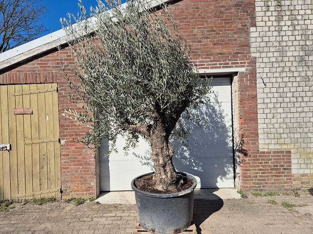 Olijfboom old trunk - olea europaea - 75 jaar oud - hoogte ca. 300 cm - afbeelding 1 van  5
