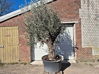 Olijfboom old trunk - olea europaea - 75 jaar oud - hoogte ca. 300 cm - afbeelding 1 van  5