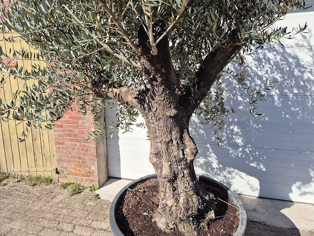 Olijfboom old trunk - olea europaea - 75 jaar oud - hoogte ca. 300 cm - afbeelding 2 van  5