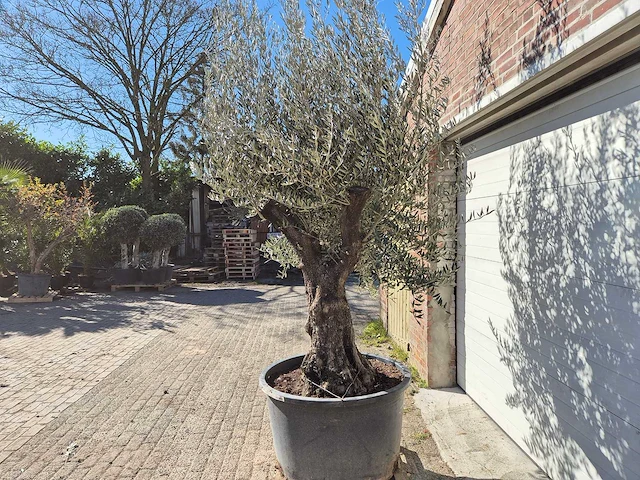 Olijfboom old trunk - olea europaea - 75 jaar oud - hoogte ca. 300 cm - afbeelding 3 van  5
