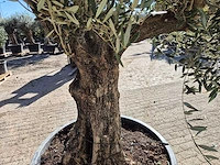 Olijfboom old trunk - olea europaea - 75 jaar oud - hoogte ca. 300 cm - afbeelding 4 van  5