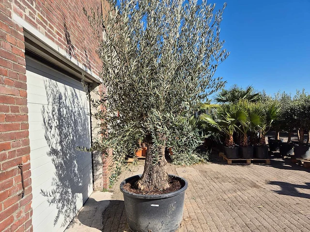 Olijfboom old trunk - olea europaea - 75 jaar oud - hoogte ca. 300 cm - afbeelding 5 van  5