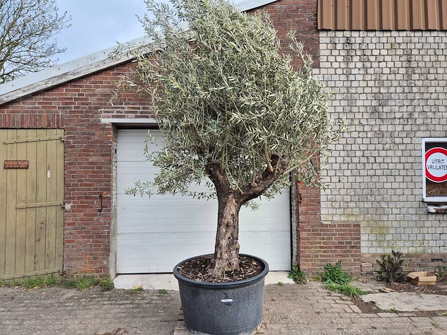 Olijfboom old trunk - olea europaea - 75 jaar oud - hoogte ca. 300 cm - afbeelding 1 van  7