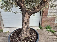 Olijfboom old trunk - olea europaea - 75 jaar oud - hoogte ca. 300 cm - afbeelding 2 van  7
