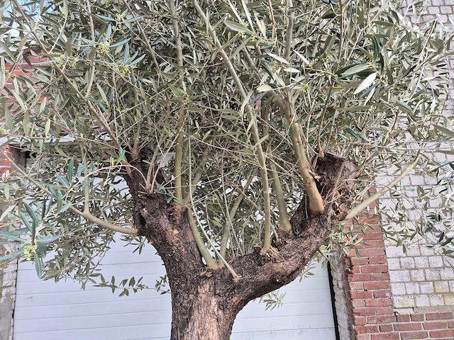 Olijfboom old trunk - olea europaea - 75 jaar oud - hoogte ca. 300 cm - afbeelding 3 van  7