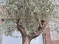 Olijfboom old trunk - olea europaea - 75 jaar oud - hoogte ca. 300 cm - afbeelding 3 van  7