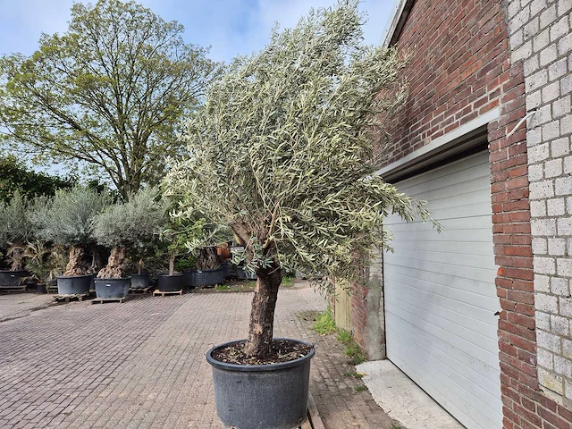 Olijfboom old trunk - olea europaea - 75 jaar oud - hoogte ca. 300 cm - afbeelding 4 van  7
