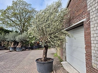 Olijfboom old trunk - olea europaea - 75 jaar oud - hoogte ca. 300 cm - afbeelding 4 van  7