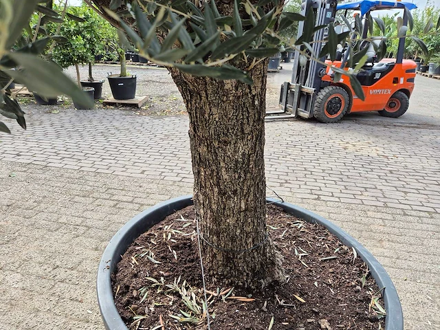 Olijfboom old trunk - olea europaea - 75 jaar oud - hoogte ca. 300 cm - afbeelding 5 van  7