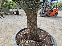 Olijfboom old trunk - olea europaea - 75 jaar oud - hoogte ca. 300 cm - afbeelding 5 van  7