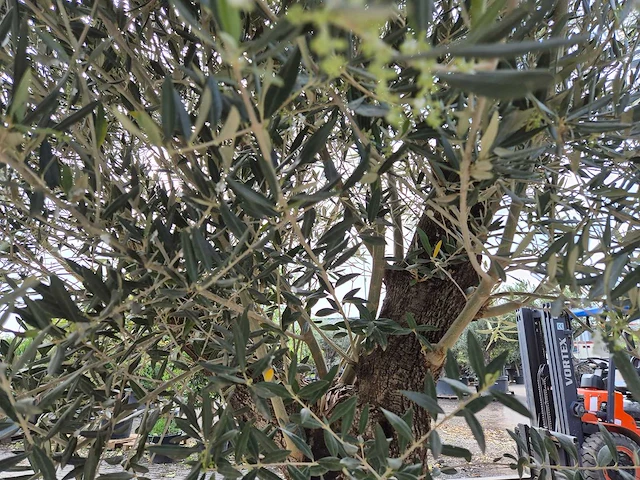 Olijfboom old trunk - olea europaea - 75 jaar oud - hoogte ca. 300 cm - afbeelding 6 van  7