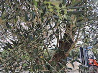 Olijfboom old trunk - olea europaea - 75 jaar oud - hoogte ca. 300 cm - afbeelding 6 van  7