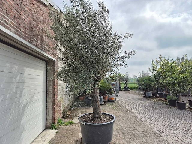 Olijfboom old trunk - olea europaea - 75 jaar oud - hoogte ca. 300 cm - afbeelding 7 van  7