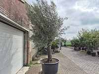 Olijfboom old trunk - olea europaea - 75 jaar oud - hoogte ca. 300 cm - afbeelding 7 van  7