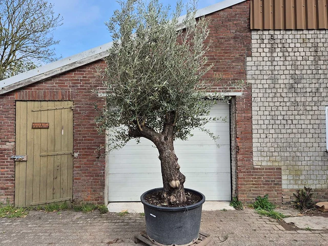 Olijfboom old trunk - olea europaea - 75 jaar oud - hoogte ca. 300 cm - afbeelding 1 van  7