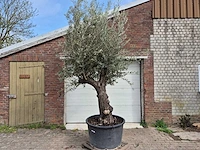 Olijfboom old trunk - olea europaea - 75 jaar oud - hoogte ca. 300 cm - afbeelding 1 van  7