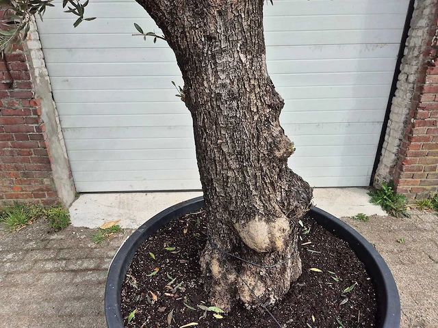 Olijfboom old trunk - olea europaea - 75 jaar oud - hoogte ca. 300 cm - afbeelding 2 van  7