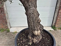 Olijfboom old trunk - olea europaea - 75 jaar oud - hoogte ca. 300 cm - afbeelding 2 van  7