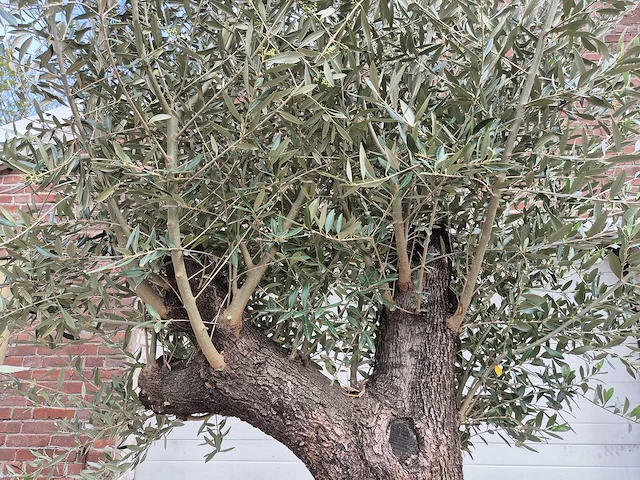 Olijfboom old trunk - olea europaea - 75 jaar oud - hoogte ca. 300 cm - afbeelding 3 van  7