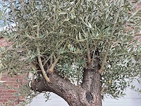 Olijfboom old trunk - olea europaea - 75 jaar oud - hoogte ca. 300 cm - afbeelding 3 van  7