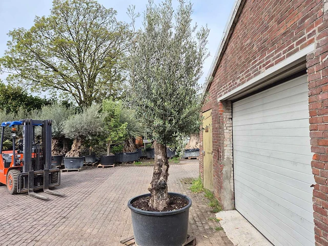 Olijfboom old trunk - olea europaea - 75 jaar oud - hoogte ca. 300 cm - afbeelding 4 van  7