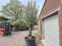 Olijfboom old trunk - olea europaea - 75 jaar oud - hoogte ca. 300 cm - afbeelding 4 van  7