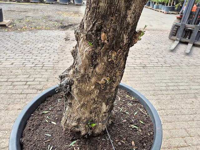 Olijfboom old trunk - olea europaea - 75 jaar oud - hoogte ca. 300 cm - afbeelding 5 van  7
