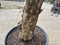 Olijfboom old trunk - olea europaea - 75 jaar oud - hoogte ca. 300 cm - afbeelding 5 van  7