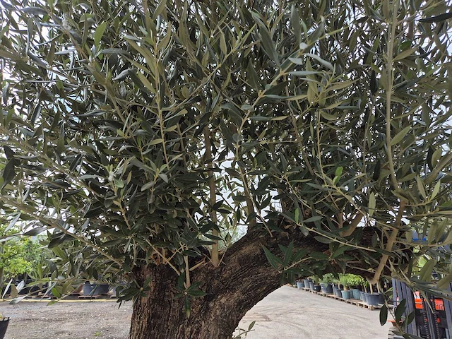 Olijfboom old trunk - olea europaea - 75 jaar oud - hoogte ca. 300 cm - afbeelding 6 van  7