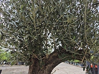 Olijfboom old trunk - olea europaea - 75 jaar oud - hoogte ca. 300 cm - afbeelding 6 van  7