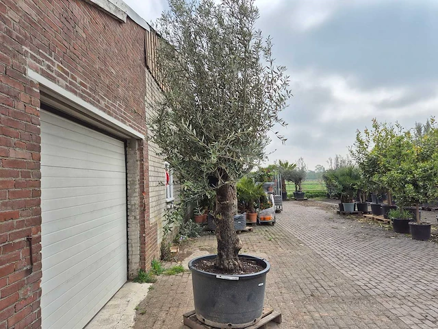 Olijfboom old trunk - olea europaea - 75 jaar oud - hoogte ca. 300 cm - afbeelding 7 van  7