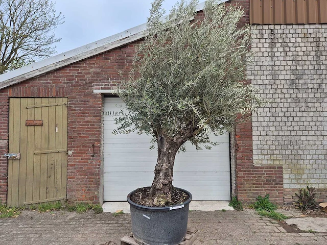 Olijfboom old trunk - olea europaea - 75 jaar oud - hoogte ca. 300 cm - afbeelding 1 van  8