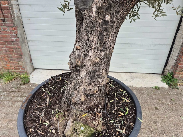 Olijfboom old trunk - olea europaea - 75 jaar oud - hoogte ca. 300 cm - afbeelding 2 van  8