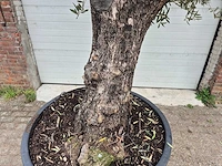 Olijfboom old trunk - olea europaea - 75 jaar oud - hoogte ca. 300 cm - afbeelding 2 van  8