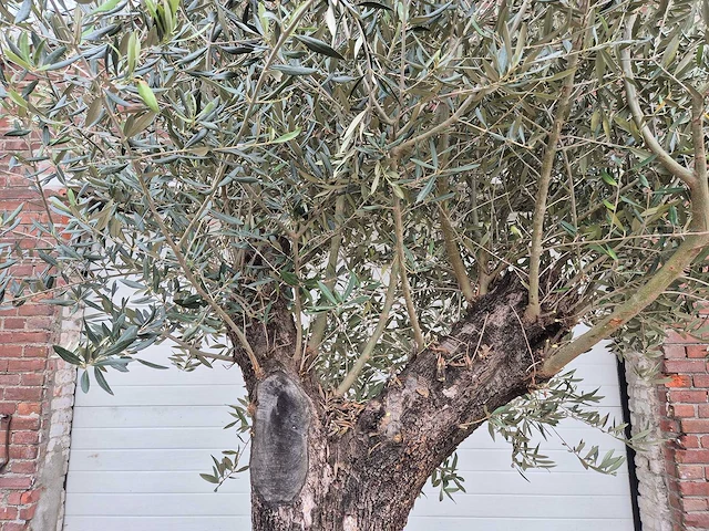 Olijfboom old trunk - olea europaea - 75 jaar oud - hoogte ca. 300 cm - afbeelding 3 van  8
