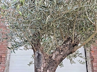 Olijfboom old trunk - olea europaea - 75 jaar oud - hoogte ca. 300 cm - afbeelding 3 van  8