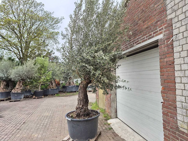Olijfboom old trunk - olea europaea - 75 jaar oud - hoogte ca. 300 cm - afbeelding 4 van  8