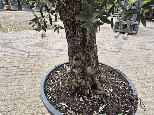 Olijfboom old trunk - olea europaea - 75 jaar oud - hoogte ca. 300 cm - afbeelding 5 van  8