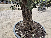 Olijfboom old trunk - olea europaea - 75 jaar oud - hoogte ca. 300 cm - afbeelding 5 van  8