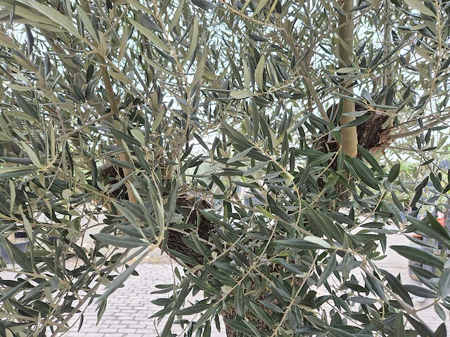 Olijfboom old trunk - olea europaea - 75 jaar oud - hoogte ca. 300 cm - afbeelding 6 van  8