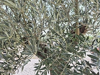 Olijfboom old trunk - olea europaea - 75 jaar oud - hoogte ca. 300 cm - afbeelding 6 van  8