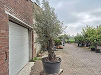 Olijfboom old trunk - olea europaea - 75 jaar oud - hoogte ca. 300 cm - afbeelding 7 van  8